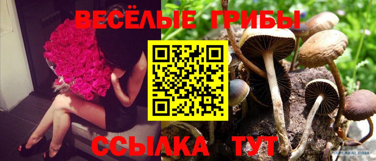 дарнет шоп  Вход с VPN  Уфа  Псилоцибиновые грибы Cubensis 